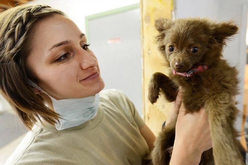 Female veterinarian with brown puppy