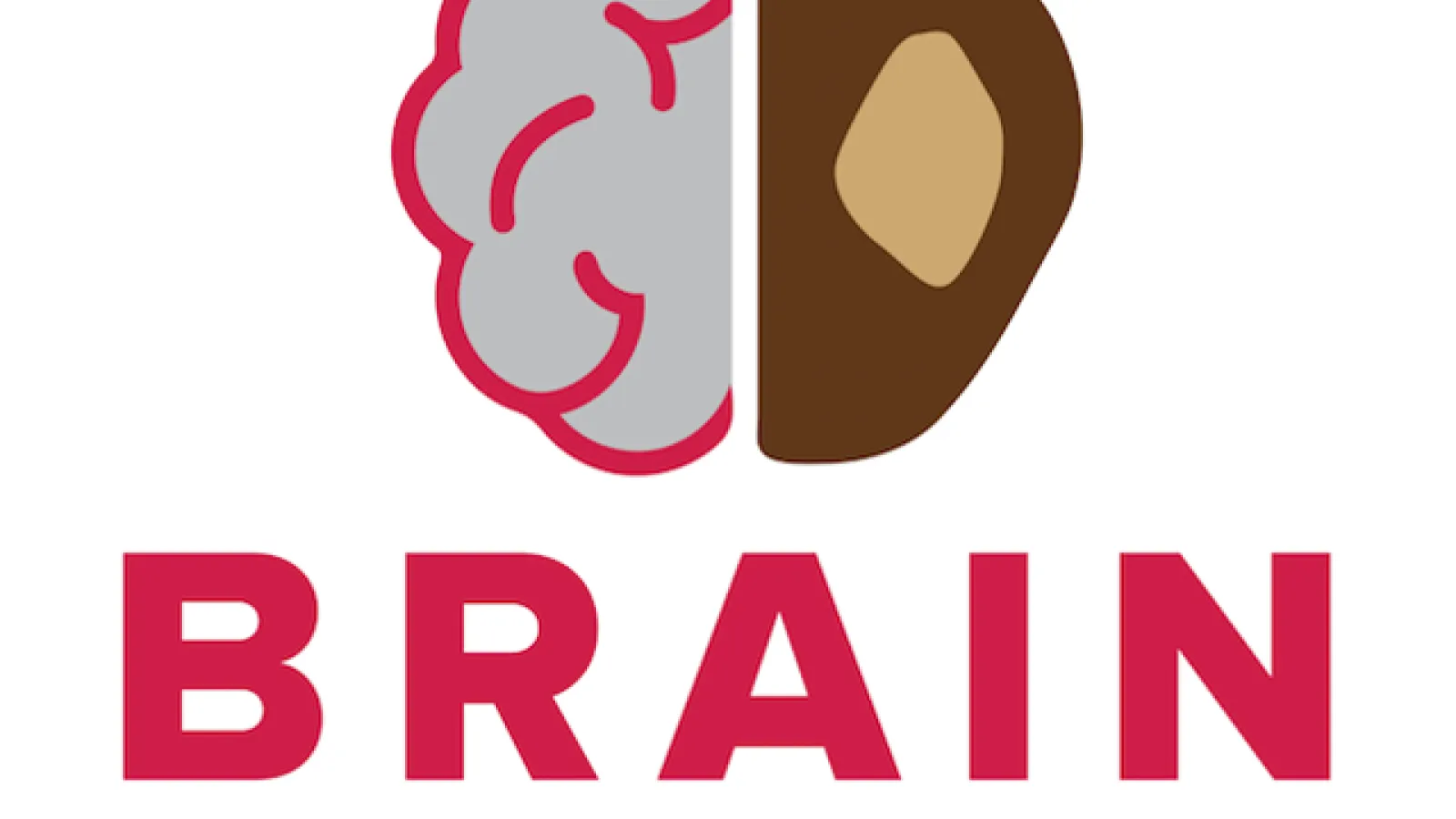 brain