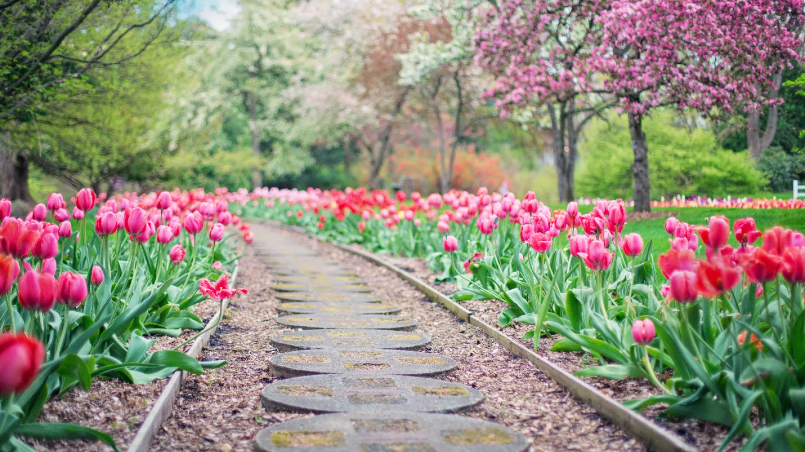 spring flowers