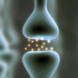 Image of synapse