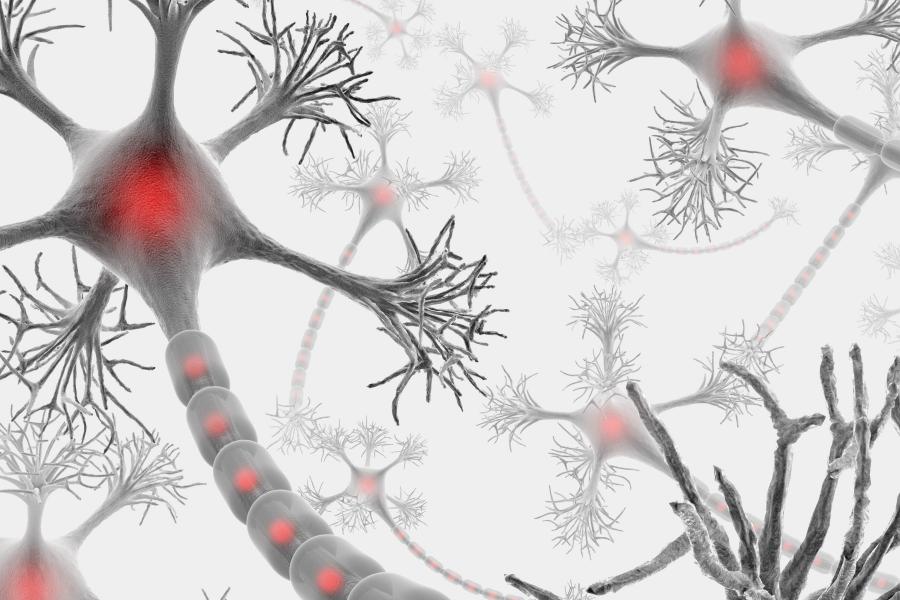 Red and Grey Colored Neuron 