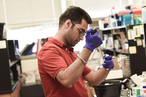 Image of a Ph.D doing bench research.