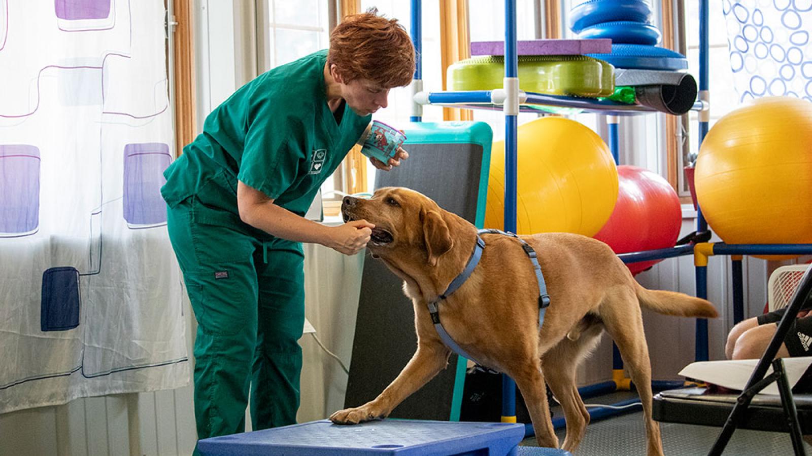 A veterinarian helping a dog