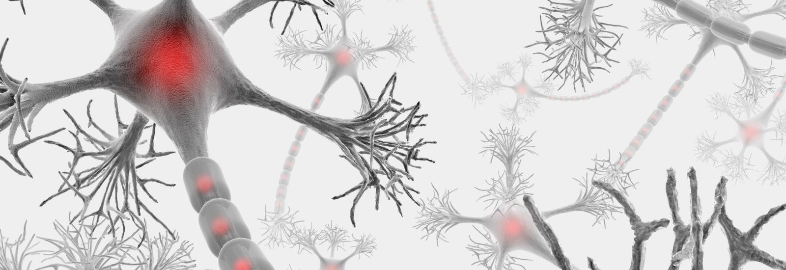 Red and Grey Colored Neuron 