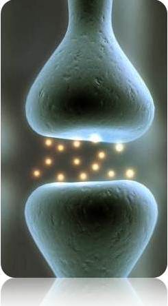 image of a synapse: two neurons communicating via chemical transmitters image of a synapse: two neurons communicating via chemical transmitters